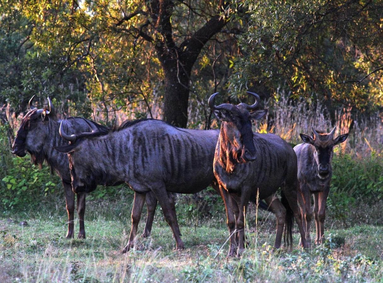 Karee & Wild Olive Guest Lodge Hekpoort Bagian luar foto